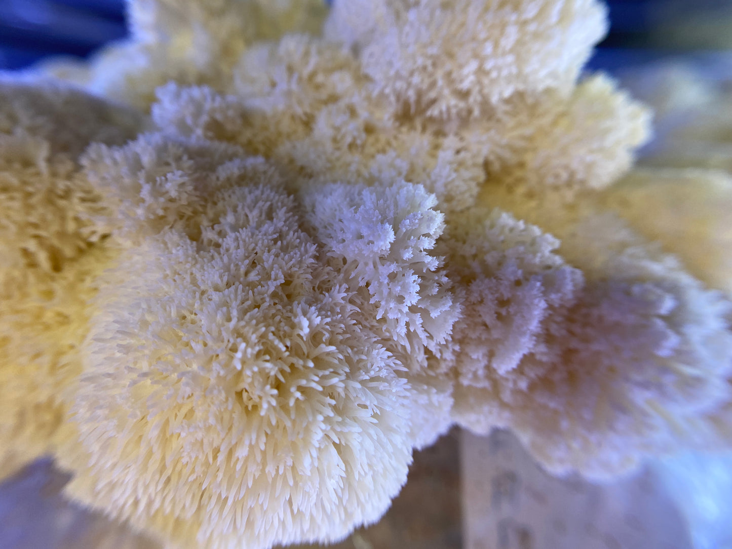 Lion's Mane Fresh Gourmet Mushrooms | CSA Subscription Local Pickup