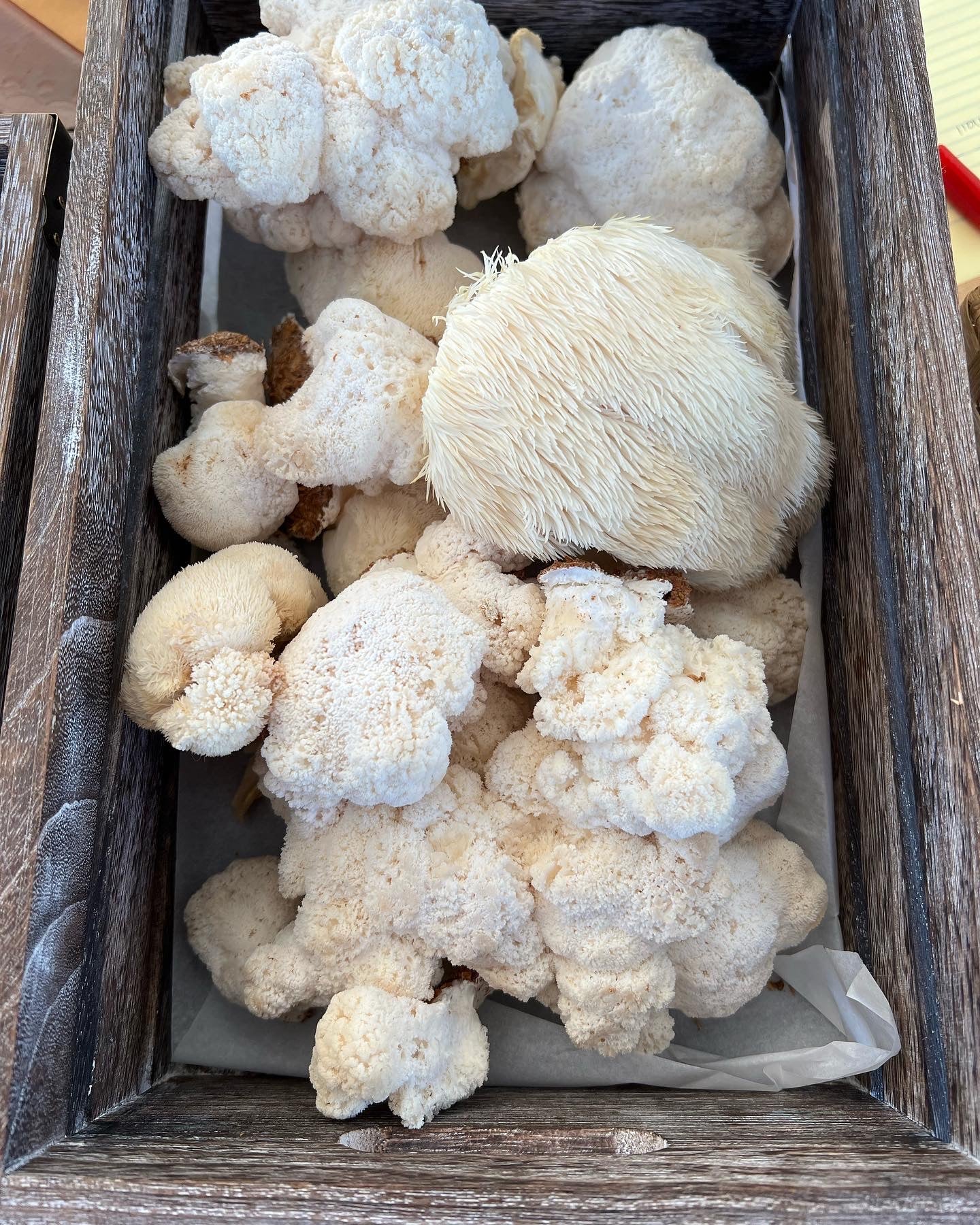 Lion's Mane Fresh Gourmet Mushrooms | CSA Subscription Local Pickup