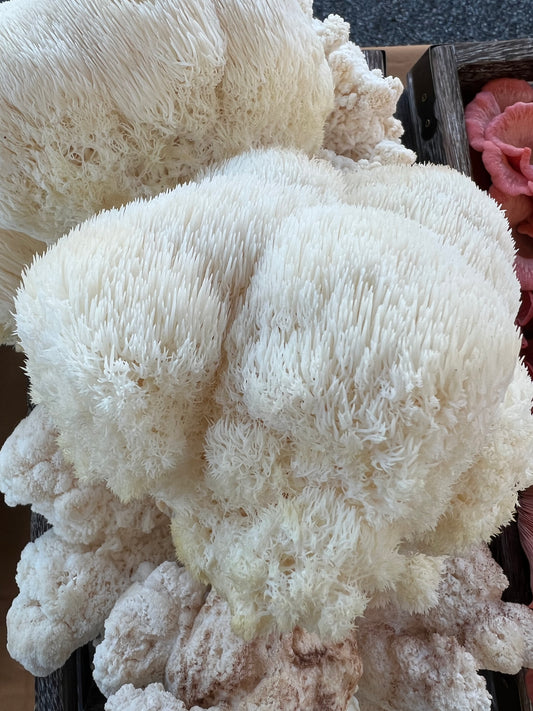 Lion's Mane Fresh Gourmet Mushrooms | Hericium erinaceus