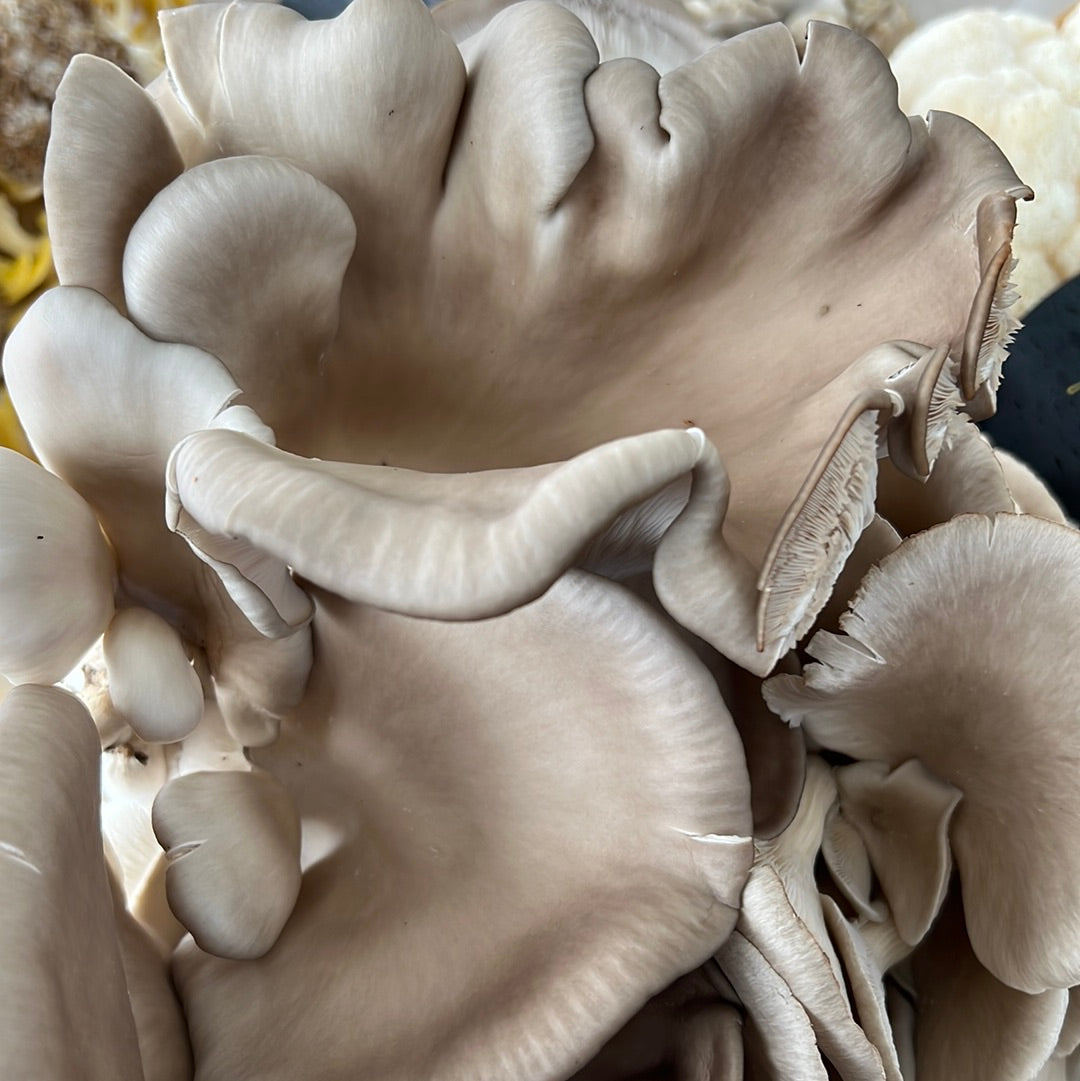 King Blue Oyster Mushrooms Fresh Gourmet | Pleurotus Columbinus