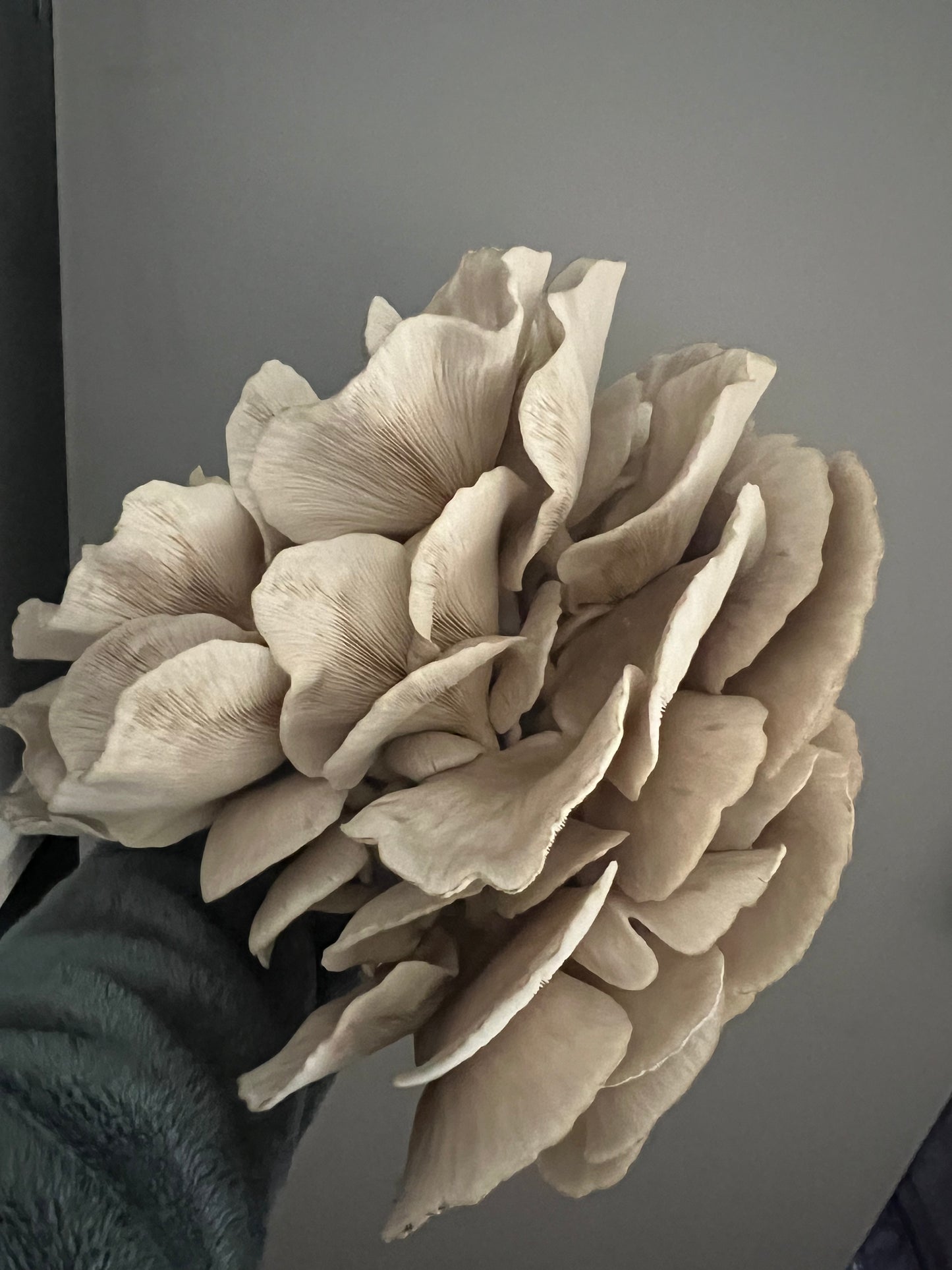 King Blue Oyster Mushrooms Fresh Gourmet | Pleurotus Columbinus