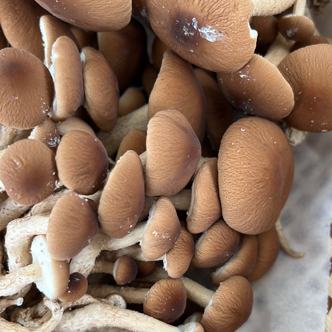 Pioppini (Velvet Pioppino) Fresh Gourmet Mushrooms | Cyclocybe aegerita