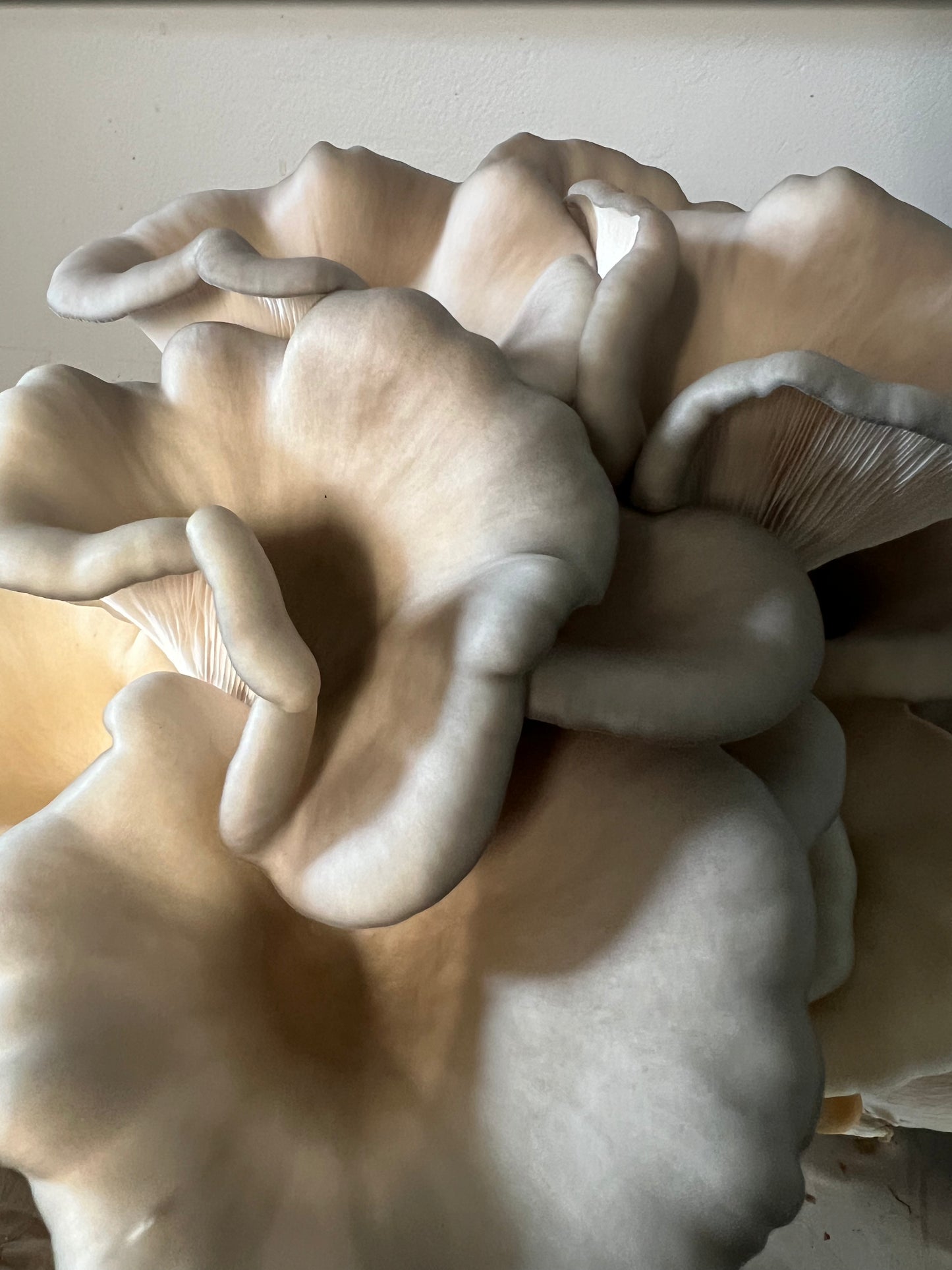 King Blue Oyster Mushrooms Fresh Gourmet | Pleurotus Columbinus