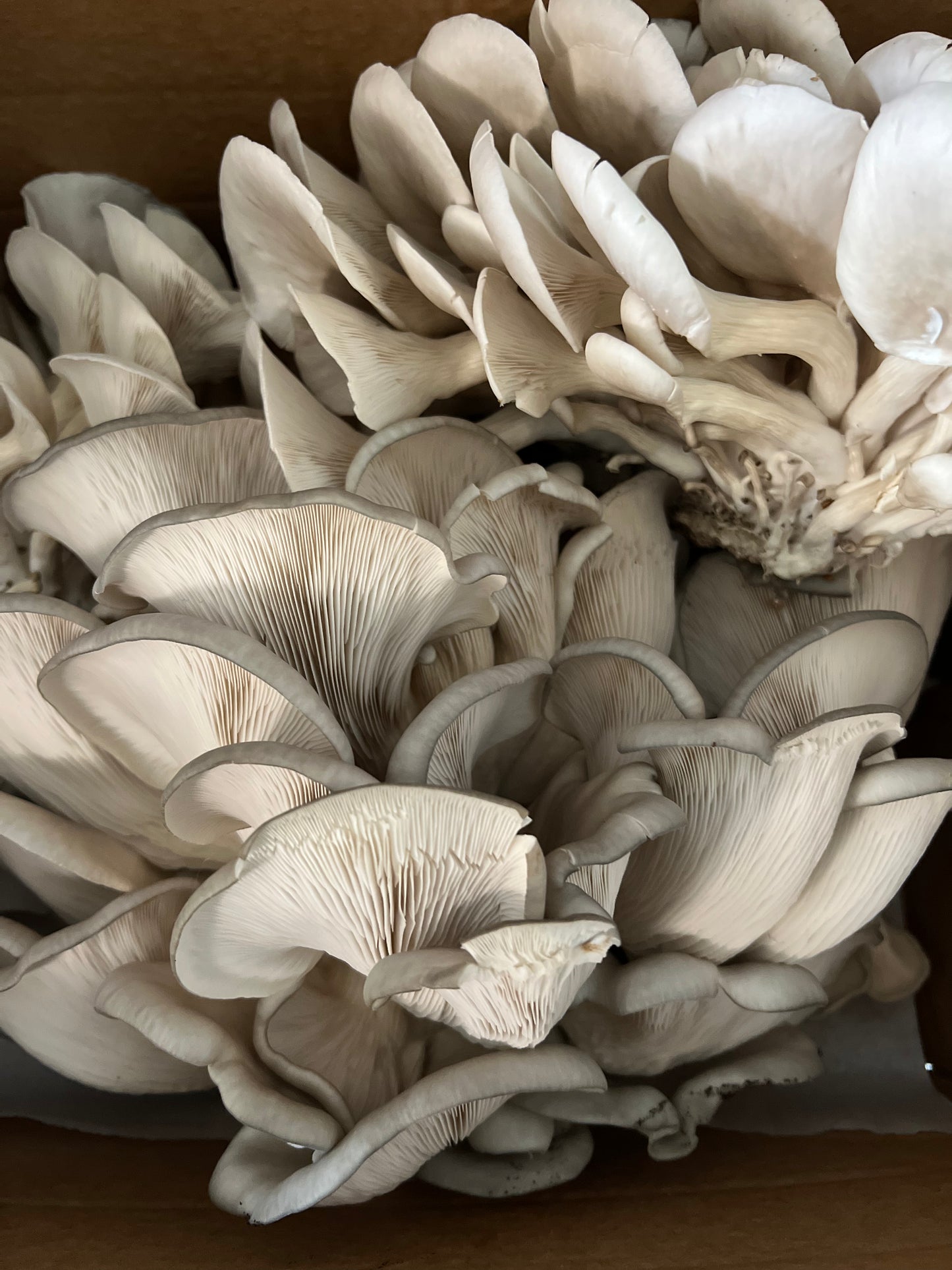 King Blue Oyster Mushrooms Fresh Gourmet | Pleurotus Columbinus