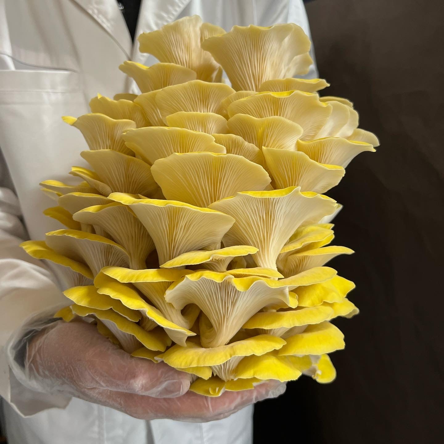 Golden (Yellow) Oyster Mushrooms Fresh Gourmet | Pleurotus citrinopileatus