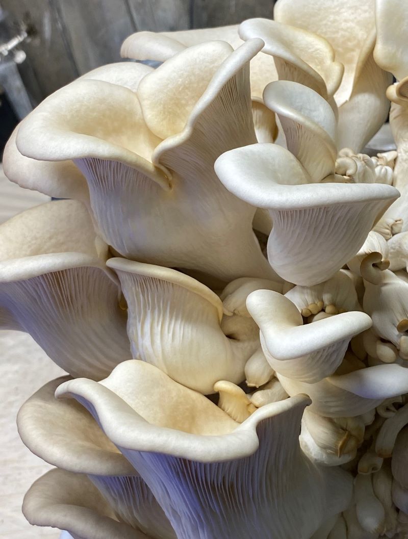 CSA Assorted Fresh Gourmet Mushrooms | Monthly Subscription Local Pickup NJ