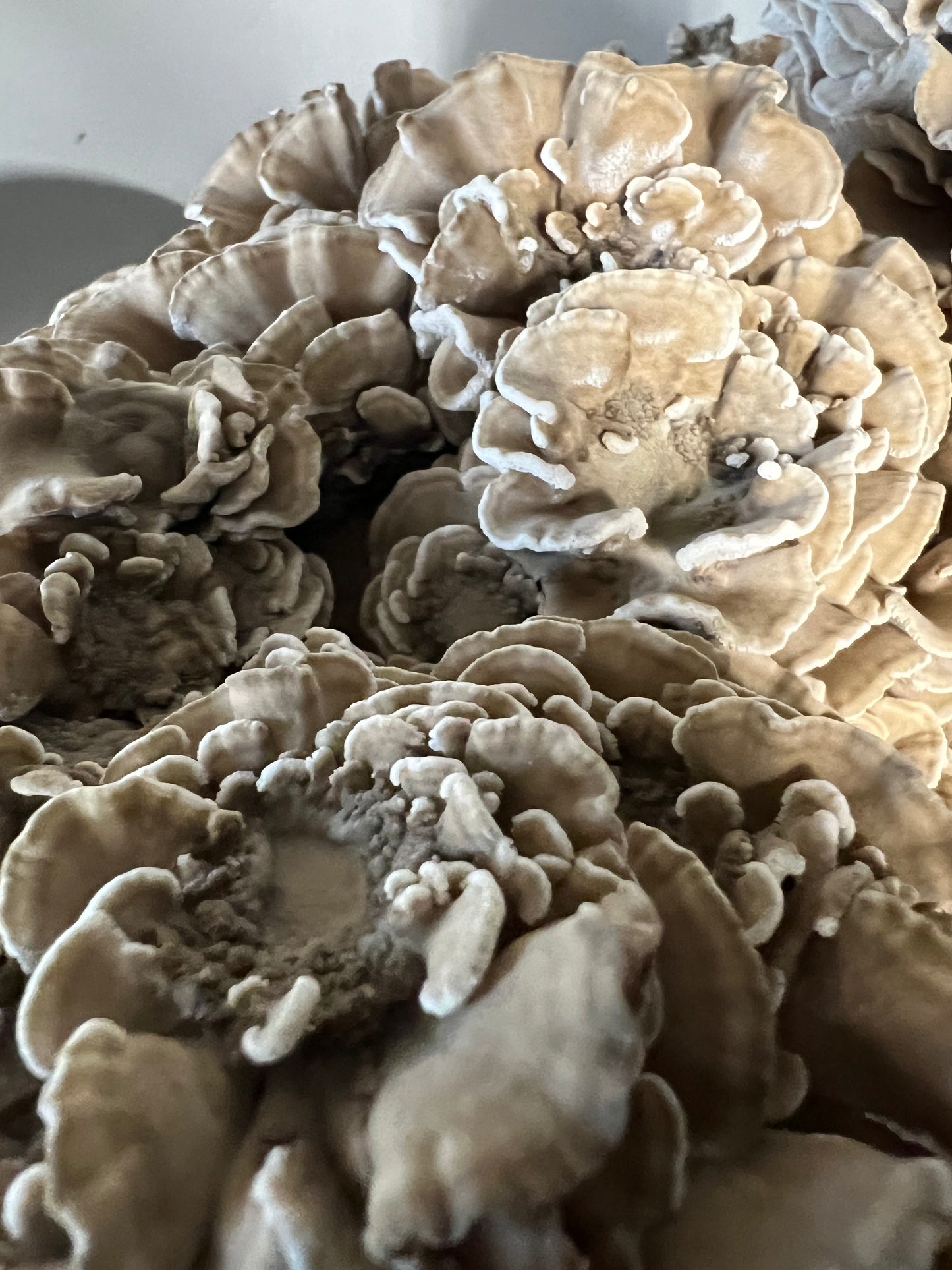 Maitake (Hens-of-the-woods) Fresh Gourmet Mushrooms | Grifola frondosa