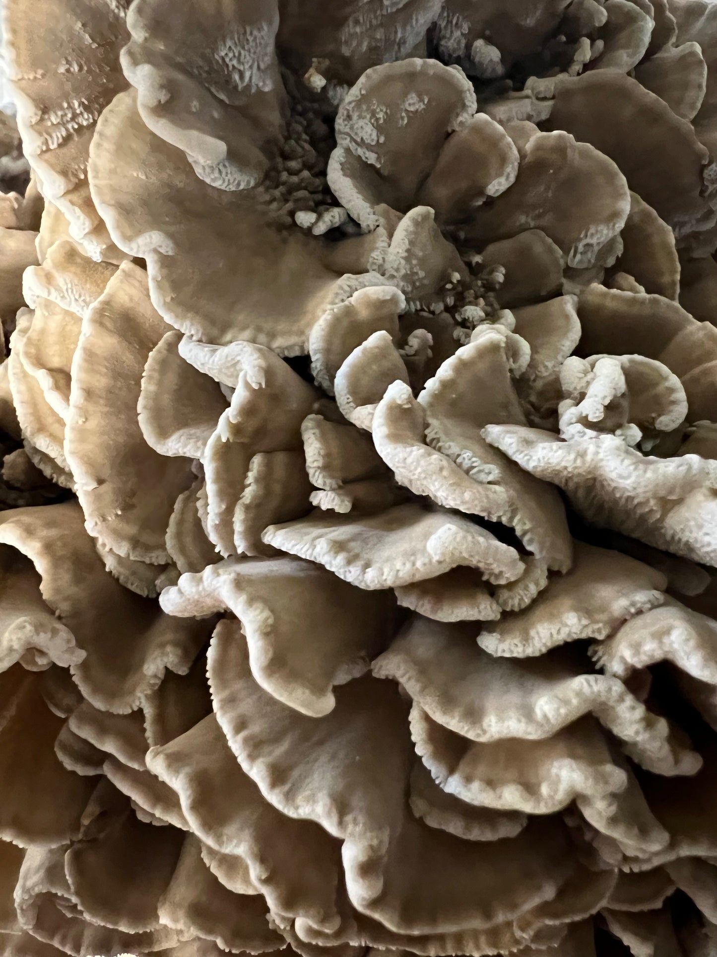 Maitake (Hens-of-the-woods) Fresh Gourmet Mushrooms | Grifola frondosa