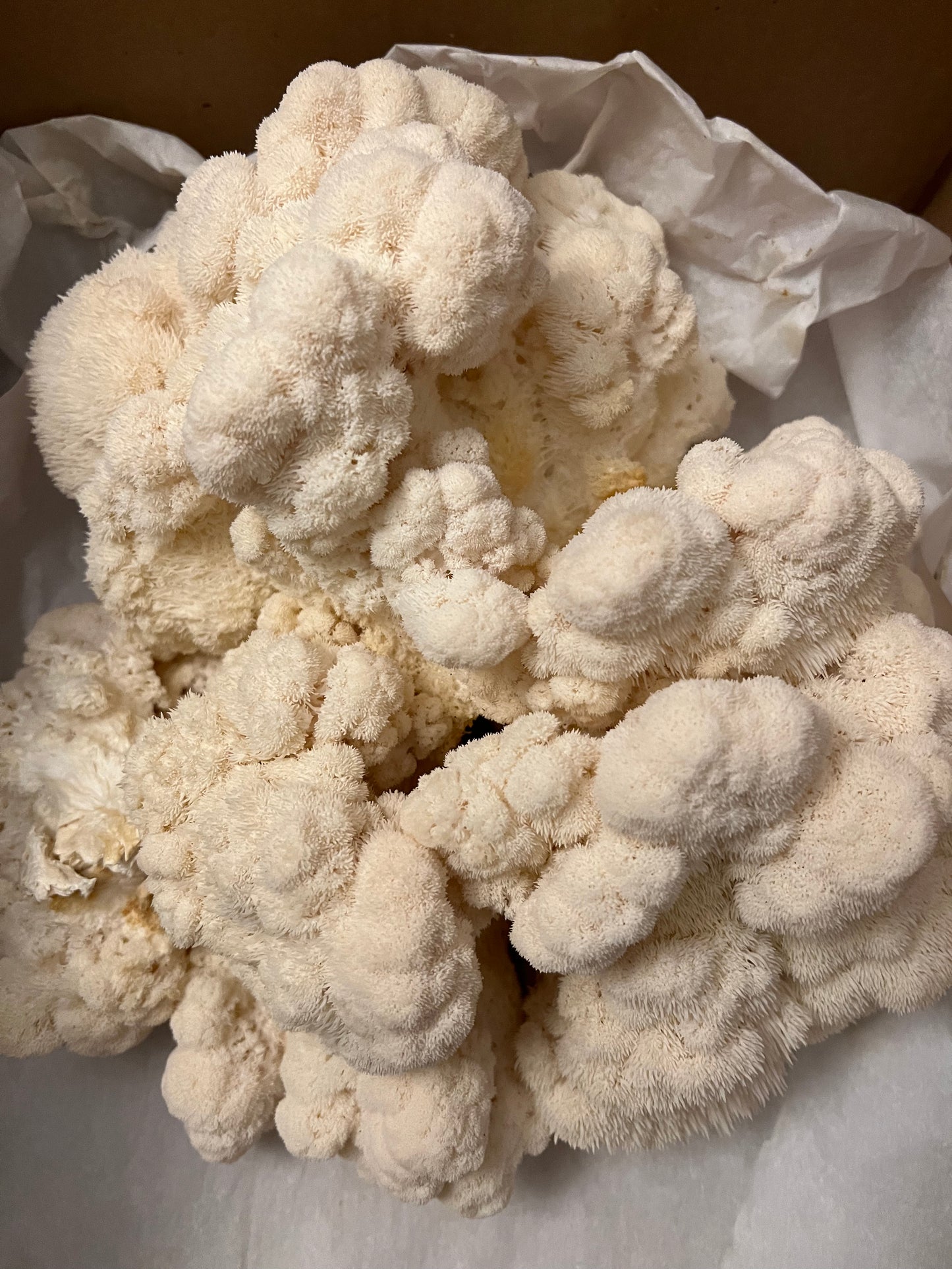 Lion's Mane Fresh Gourmet Mushrooms | CSA Subscription Local Pickup