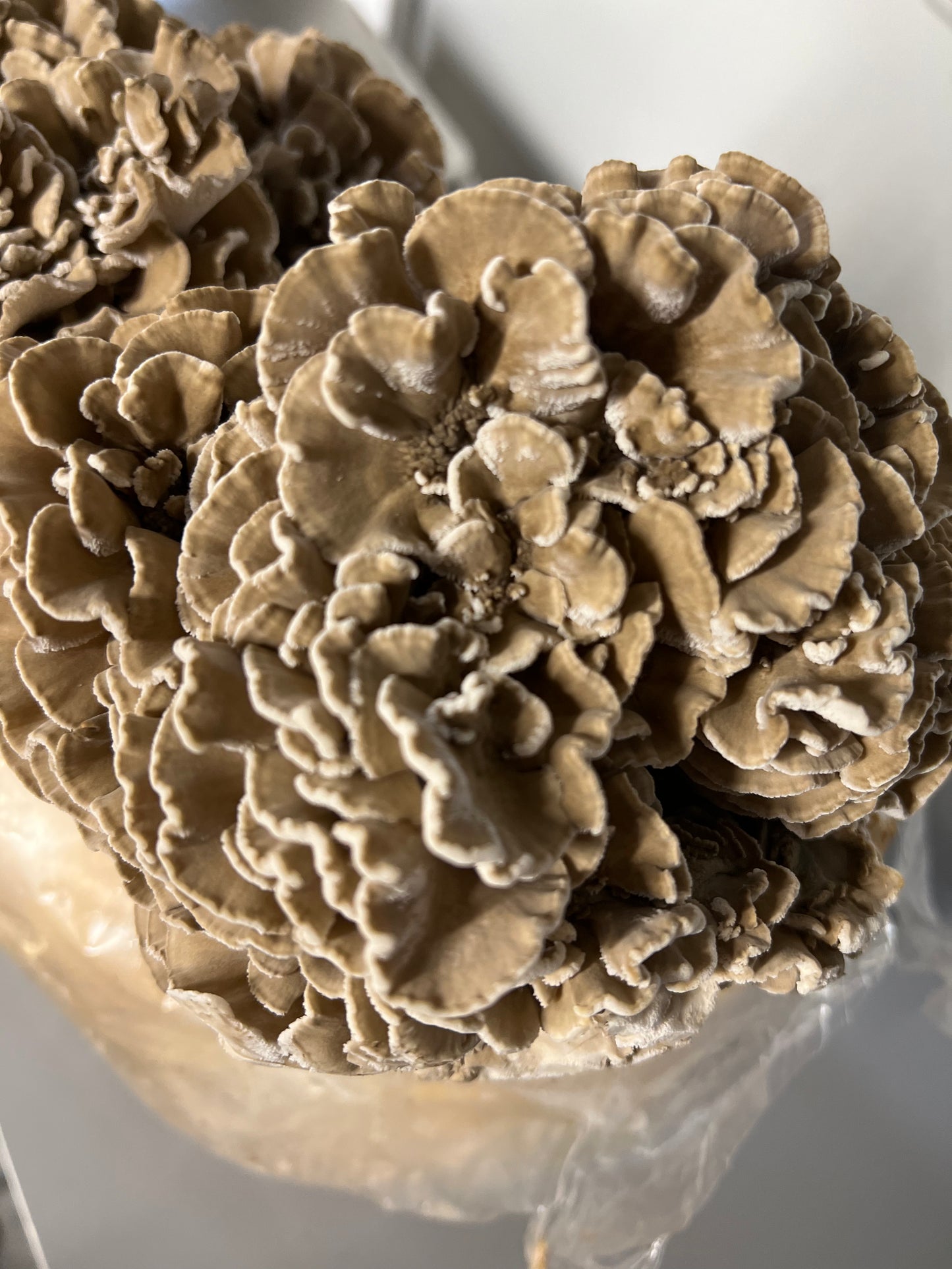 Maitake (Hens-of-the-woods) Fresh Gourmet Mushrooms | Grifola frondosa