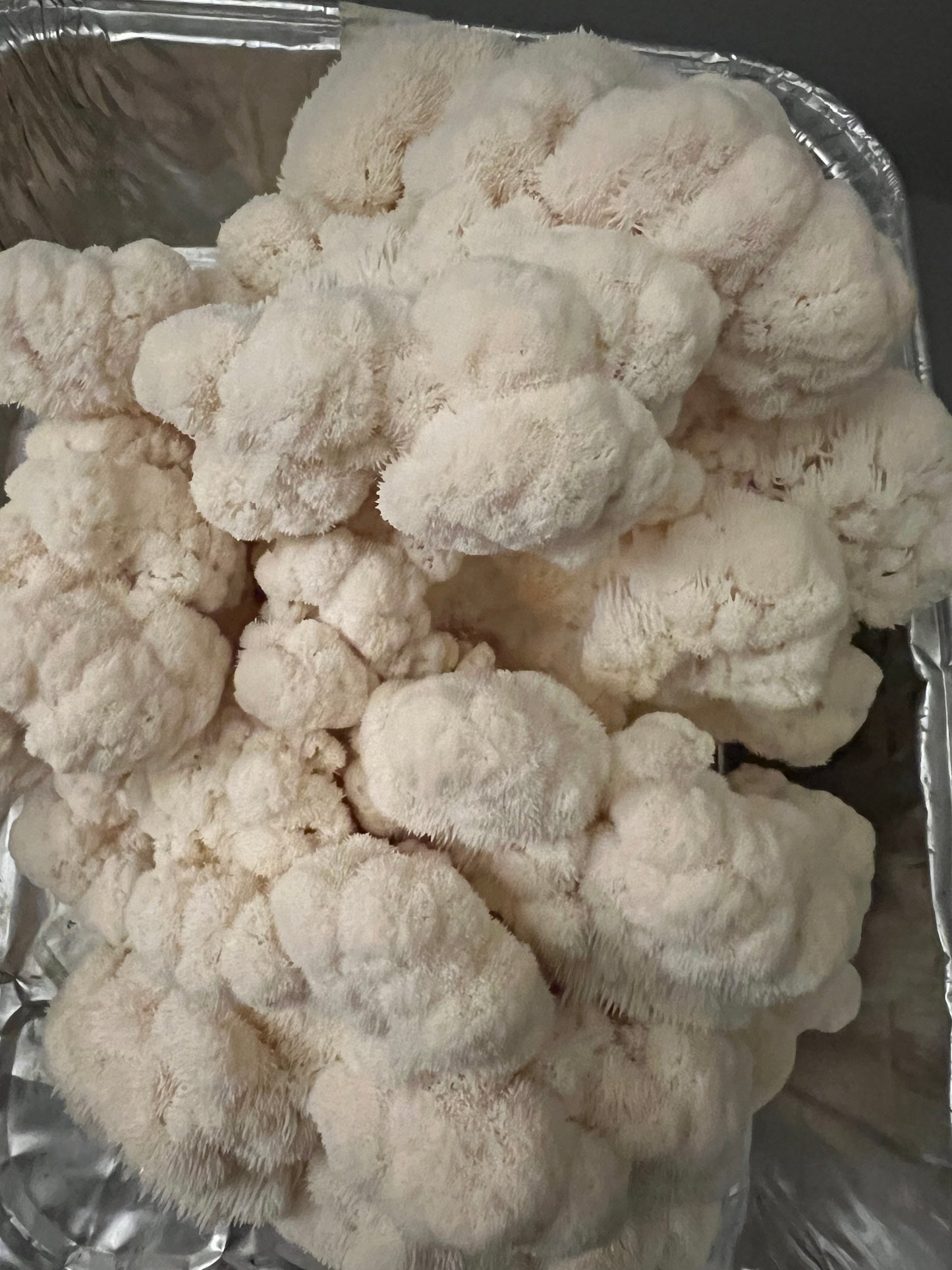 Lion's Mane Fresh Gourmet Mushrooms | CSA Subscription Local Pickup