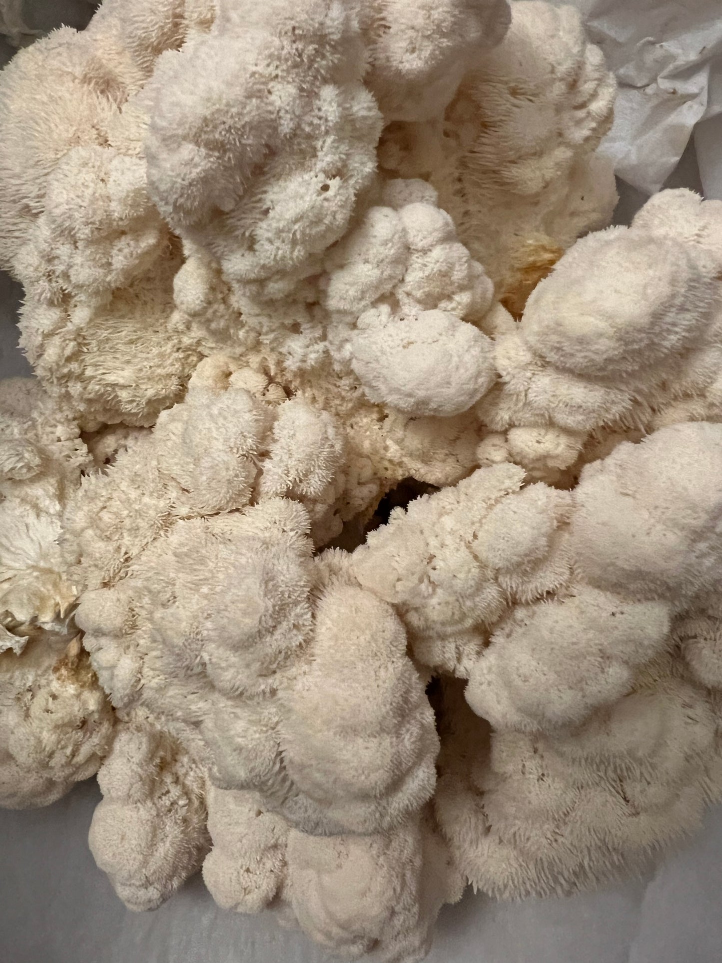 Lion's Mane Fresh Gourmet Mushrooms | CSA Subscription Local Pickup