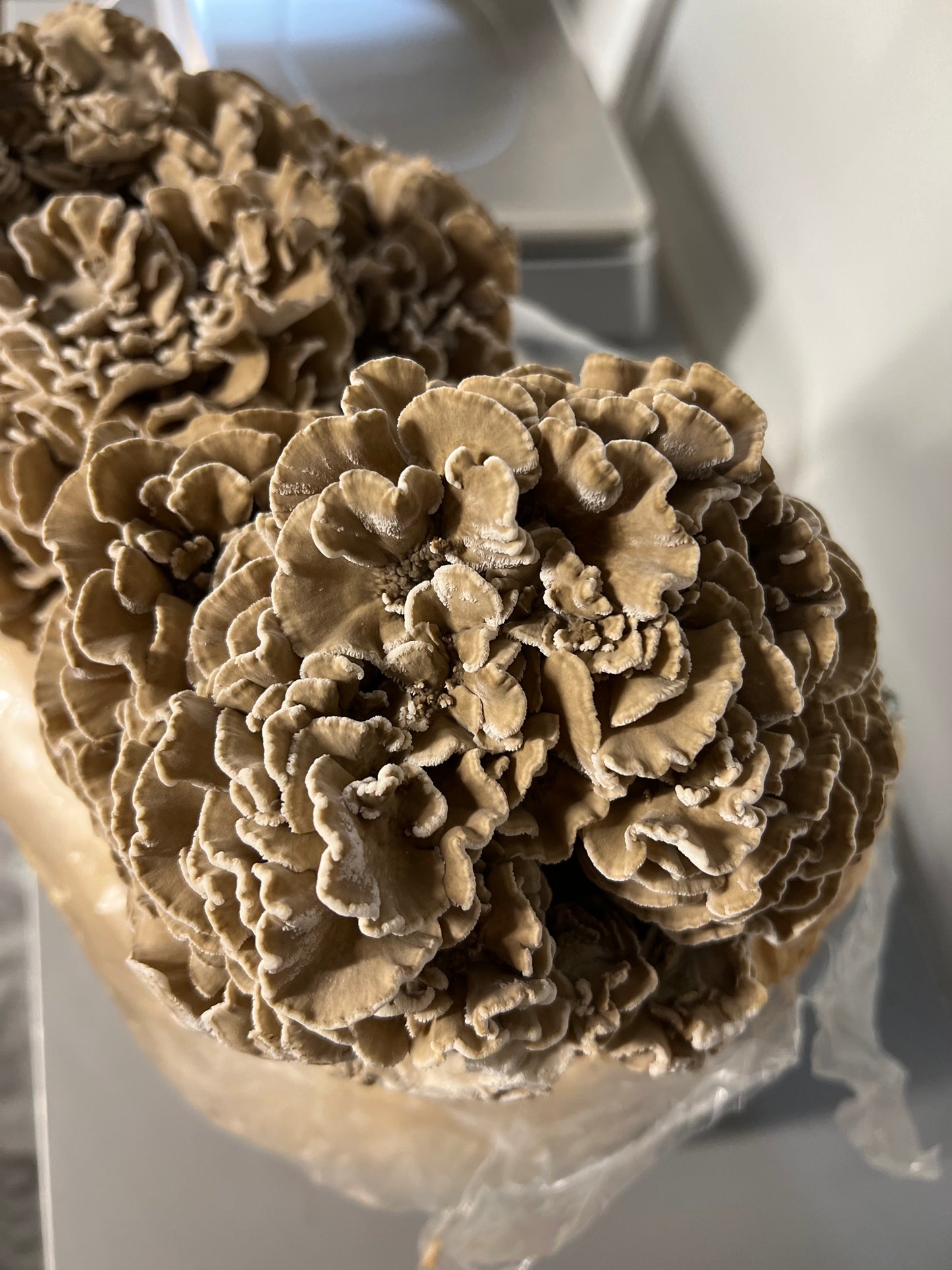 Maitake (Hens-of-the-woods) Fresh Gourmet Mushrooms | Grifola frondosa