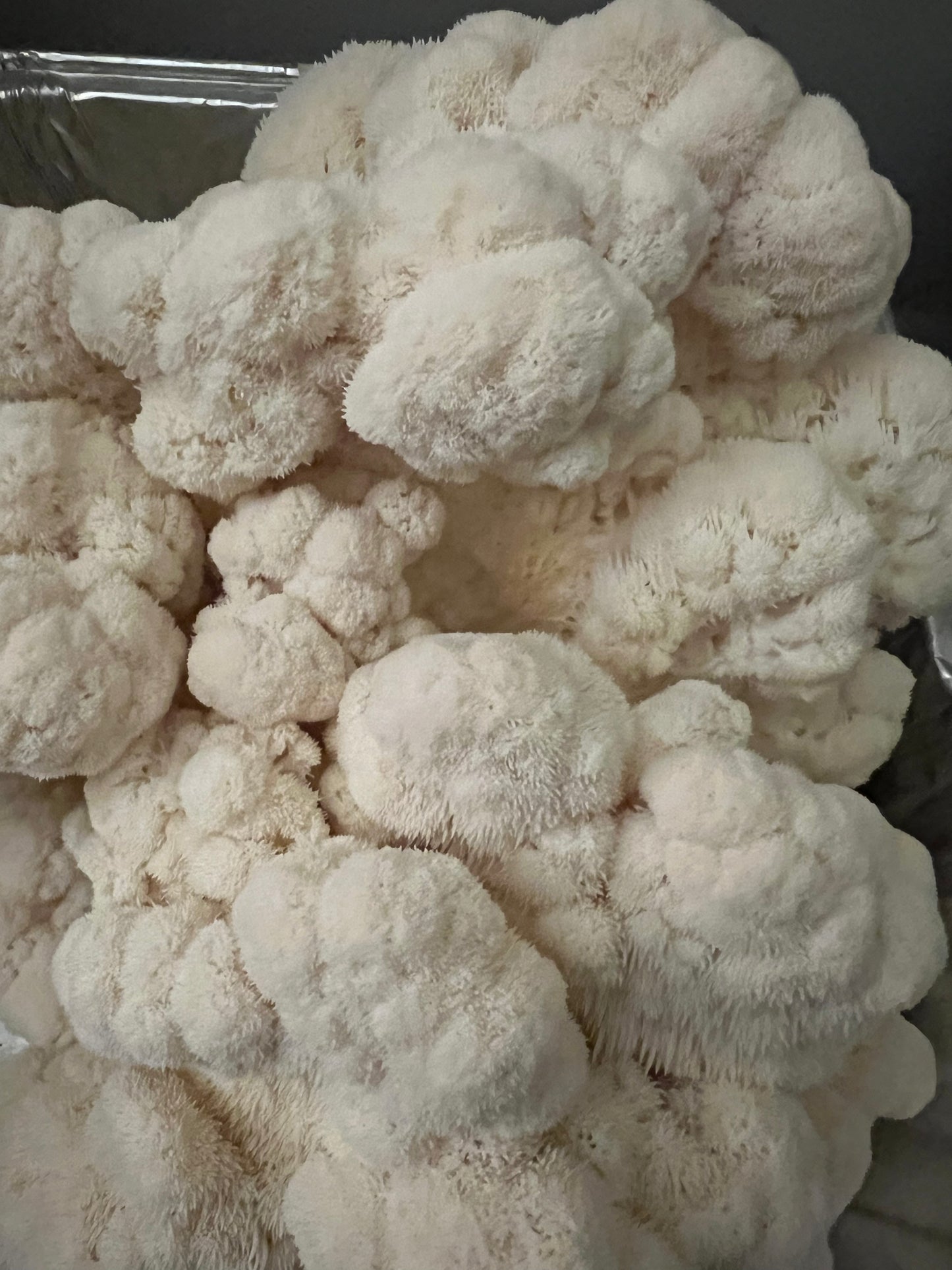 Lion's Mane Fresh Gourmet Mushrooms | Hericium erinaceus