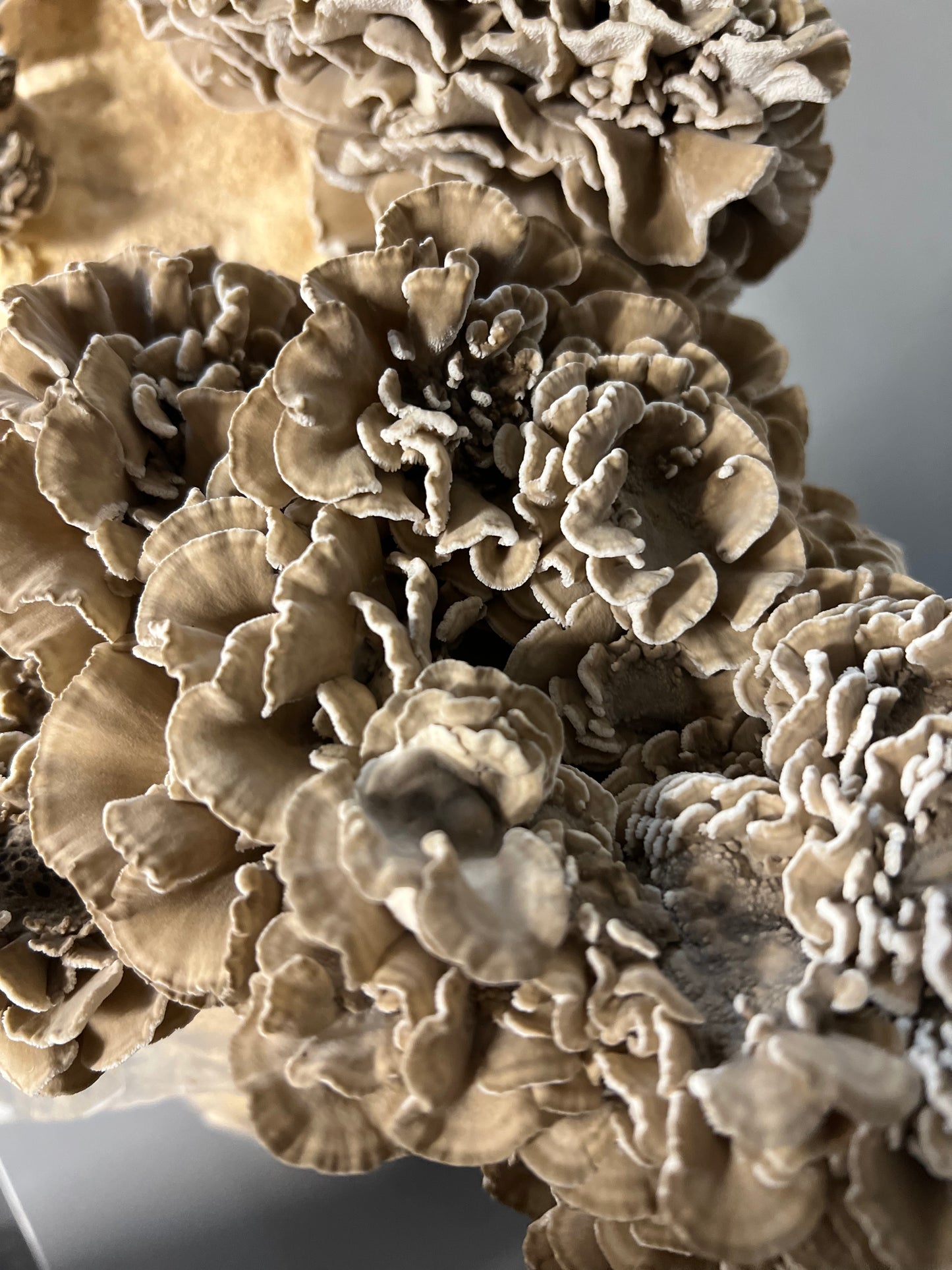 Maitake (Hens-of-the-woods) Fresh Gourmet Mushrooms | Grifola frondosa