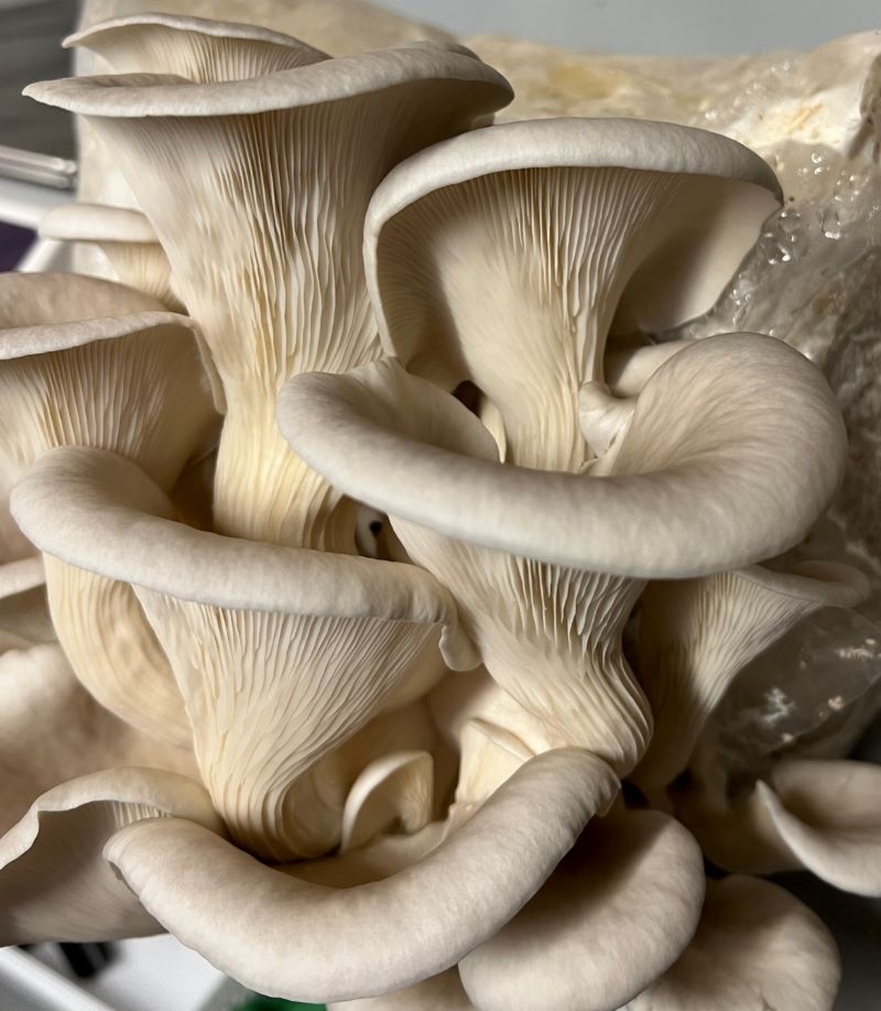 CSA Assorted Fresh Gourmet Mushrooms | Monthly Subscription Local Pickup NJ