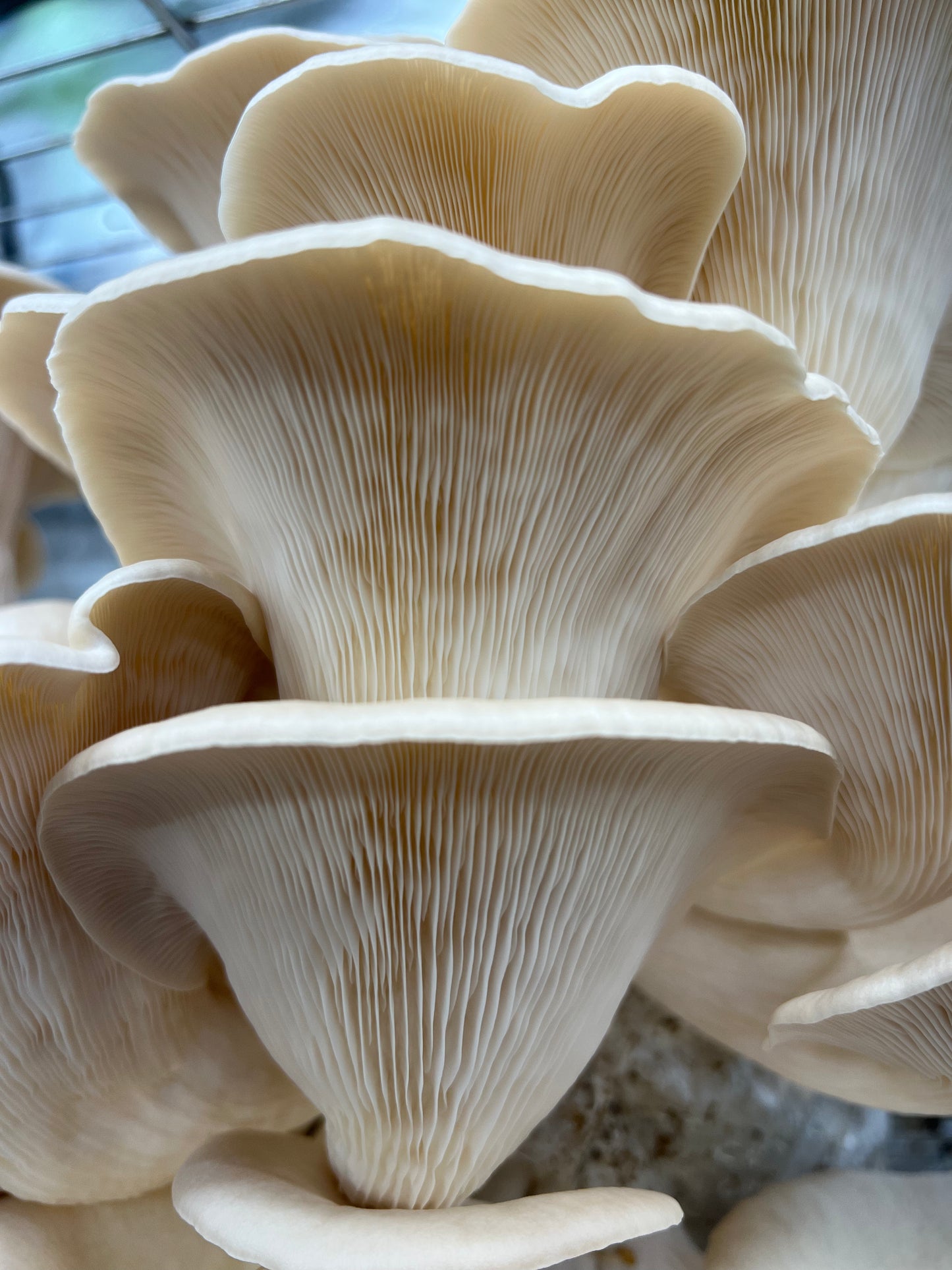 Pathfinder Oyster Mushrooms Fresh Gourmet | Pleurotus ostreatus