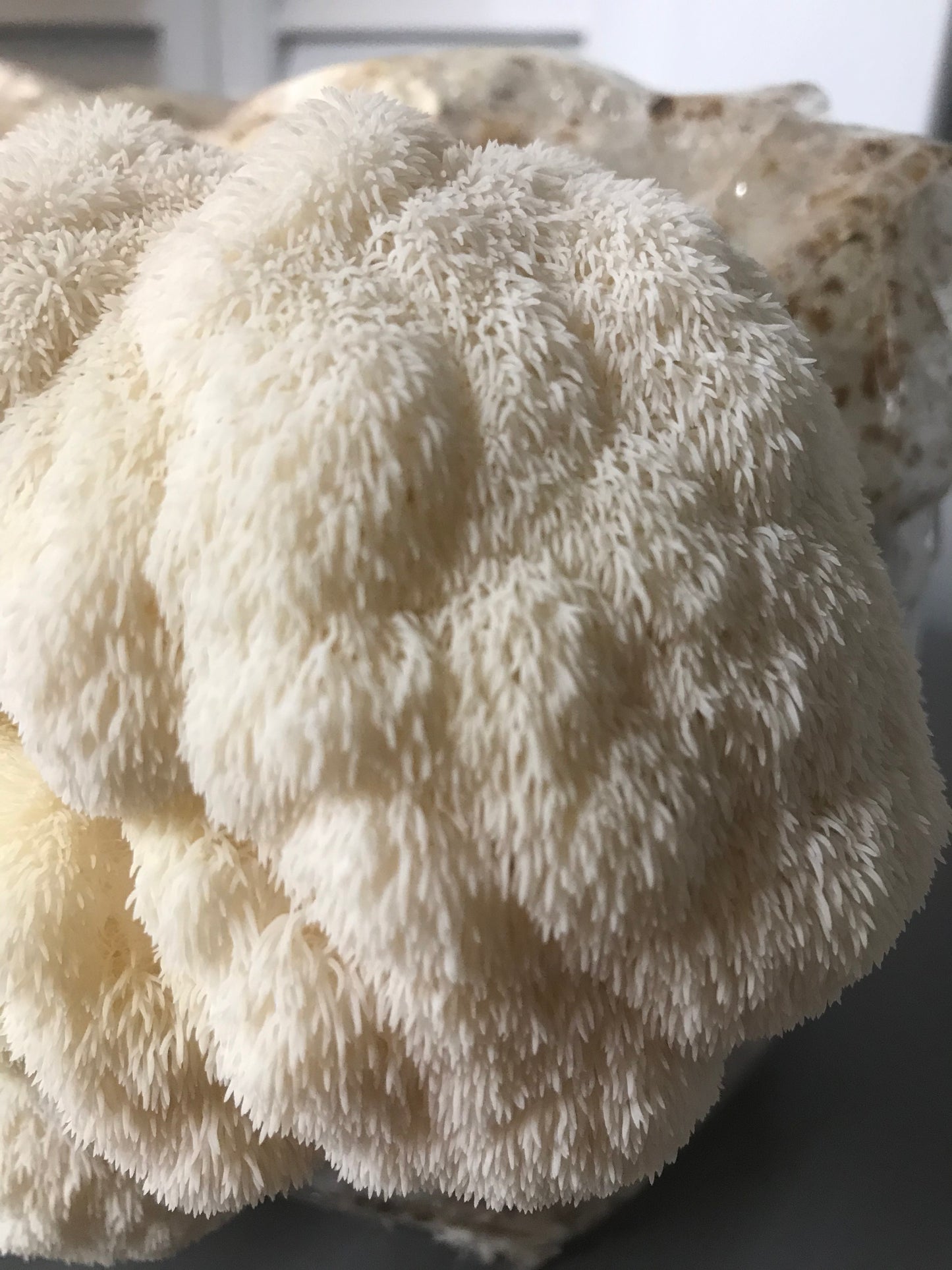 Lion's Mane Fresh Gourmet Mushrooms | CSA Subscription Local Pickup