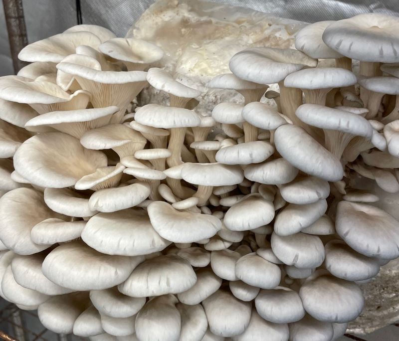 King Blue Oyster Mushrooms Fresh Gourmet | Pleurotus Columbinus