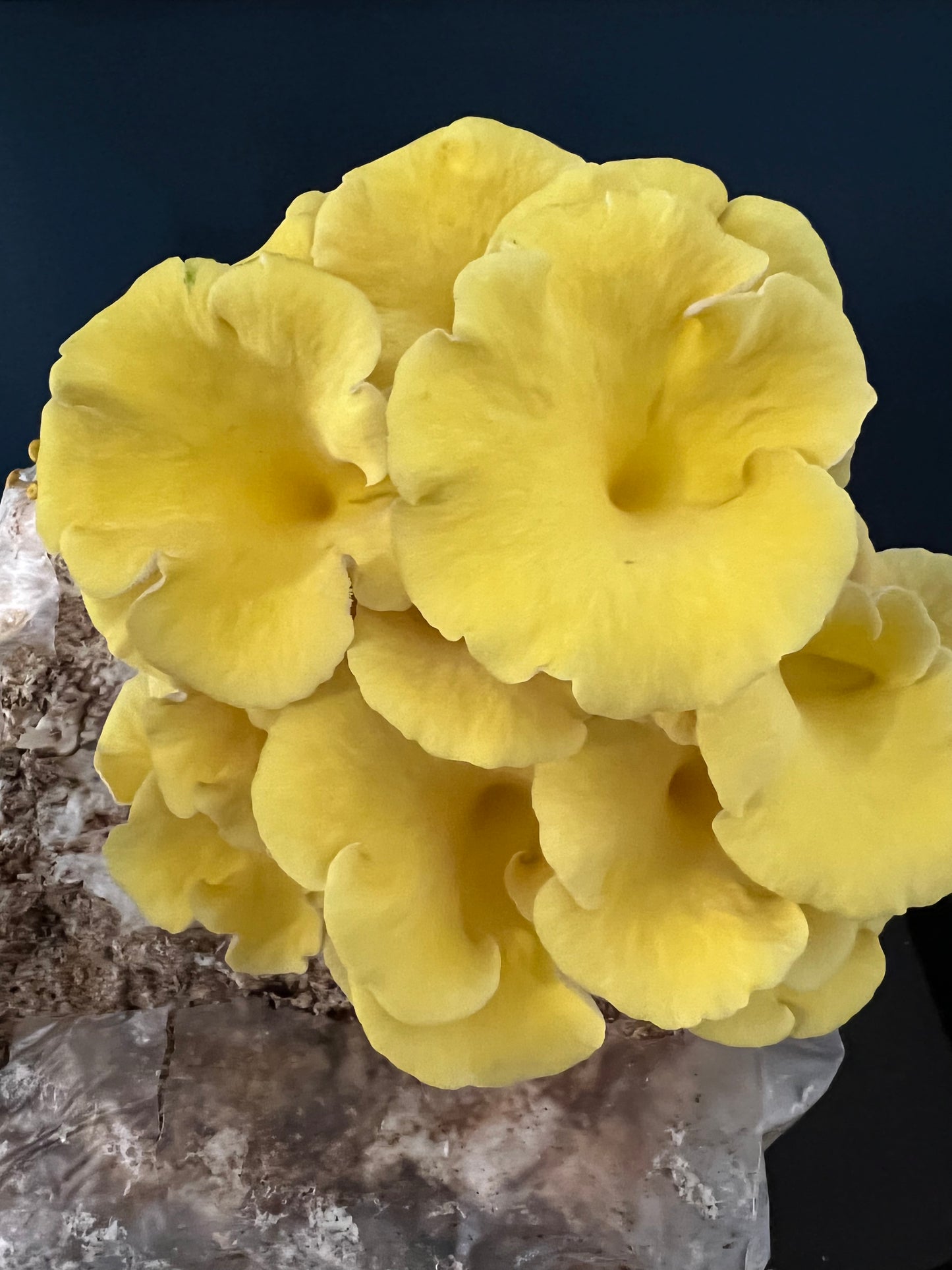 Golden (Yellow) Oyster Mushrooms Fresh Gourmet | Pleurotus citrinopileatus