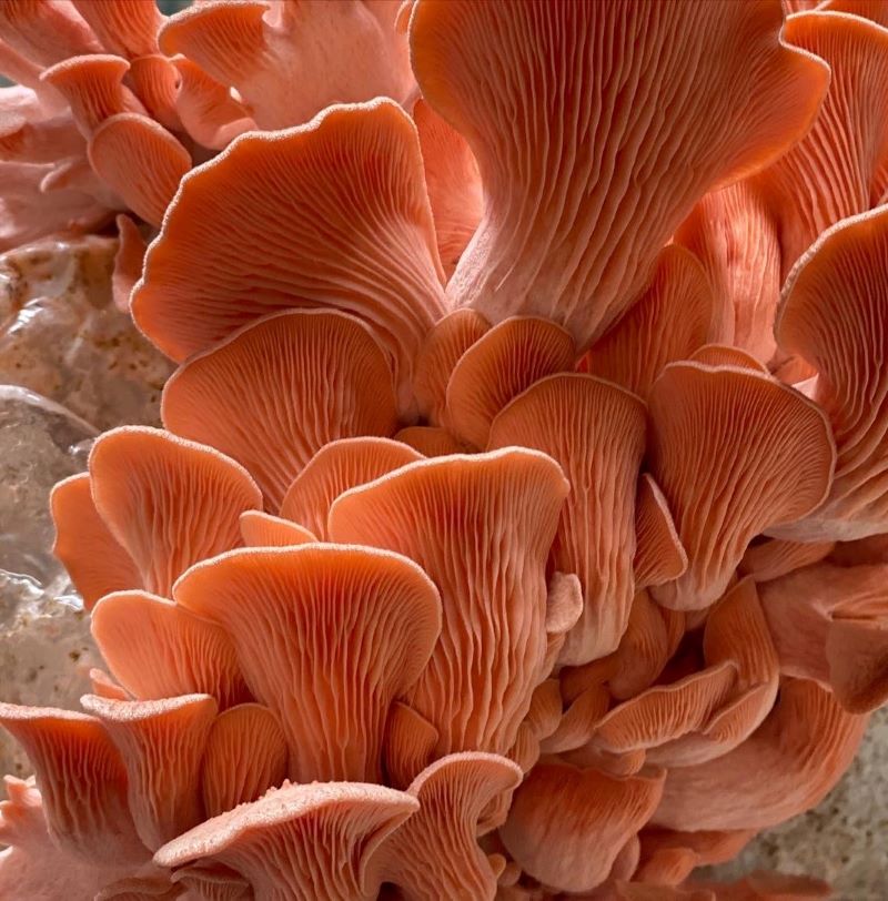 Pink Oyster Mushrooms Fresh Gourmet | Pleurotus djamor