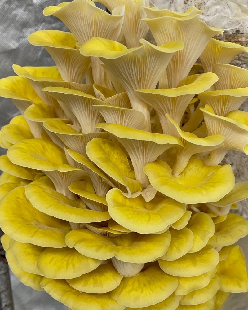 Golden (Yellow) Oyster Mushrooms Fresh Gourmet | Pleurotus citrinopileatus