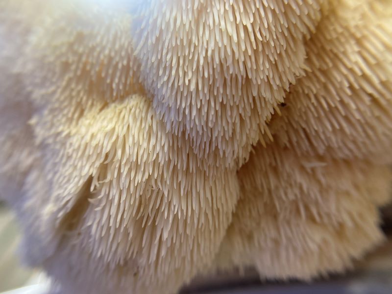 Lion's Mane Fresh Gourmet Mushrooms | CSA Subscription Local Pickup