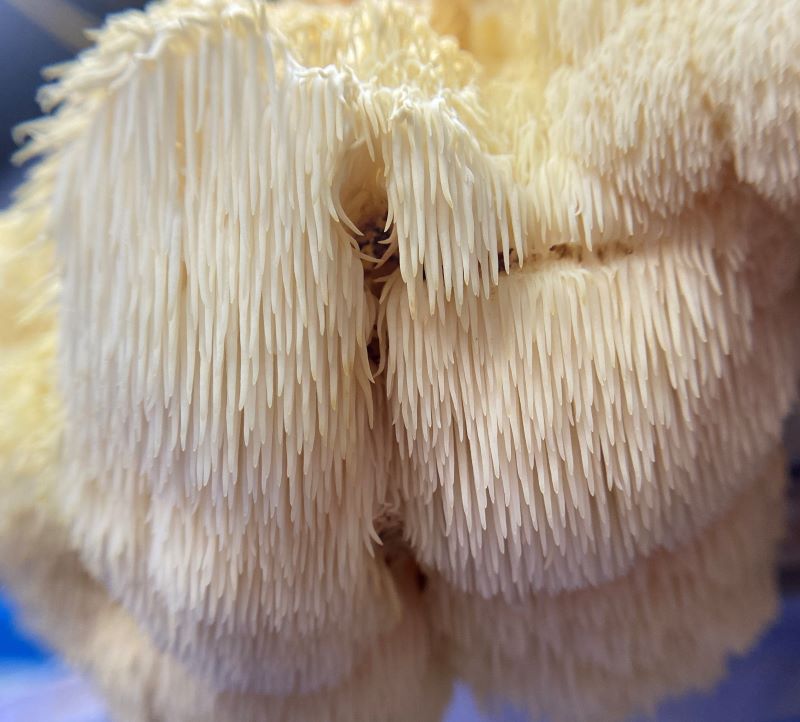 Lion's Mane Fresh Gourmet Mushrooms | CSA Subscription Local Pickup