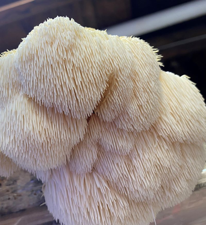 Lion's Mane Fresh Gourmet Mushrooms | CSA Subscription Local Pickup