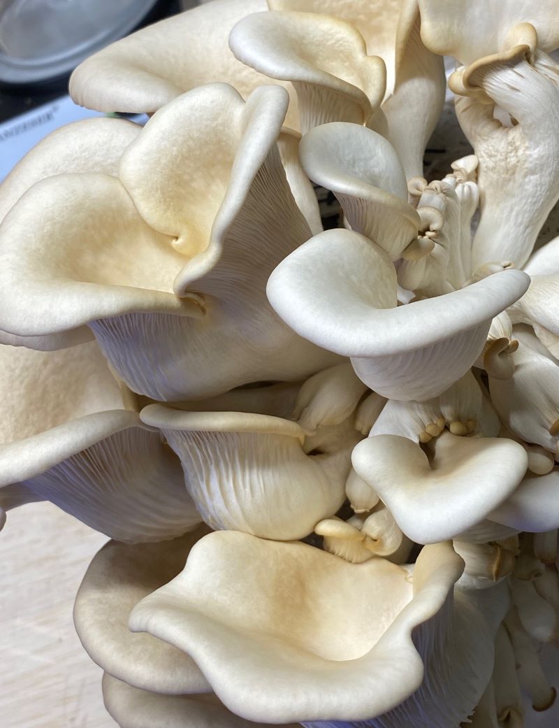 Pathfinder Oyster Mushrooms Fresh Gourmet | Pleurotus ostreatus