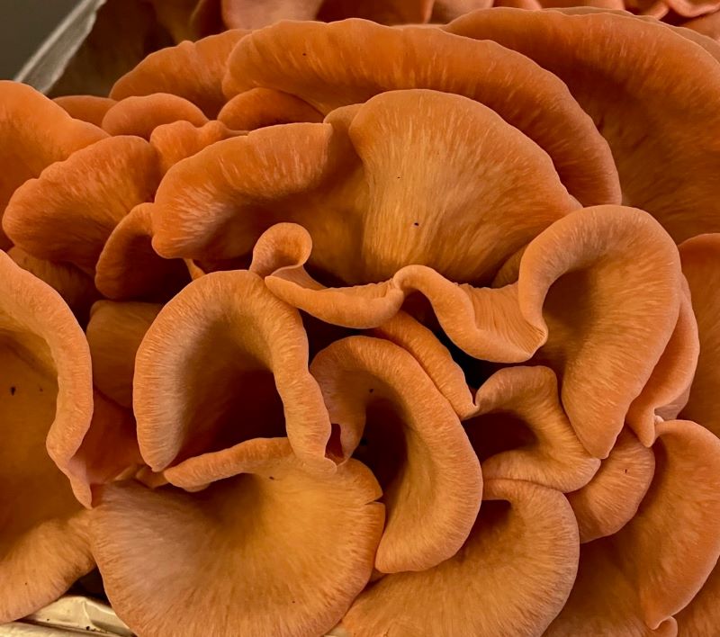 Pink Oyster Mushrooms Fresh Gourmet | Pleurotus djamor