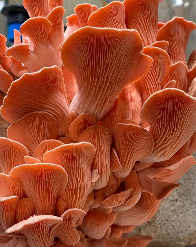 Pink Oyster Mushrooms Fresh Gourmet | Pleurotus djamor