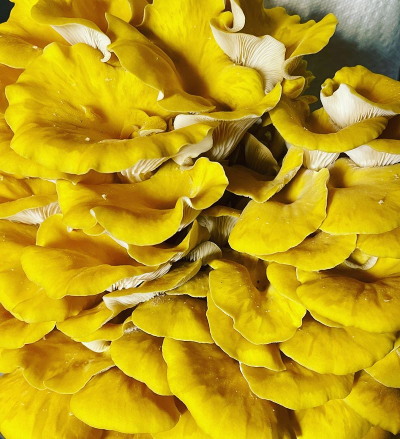 Golden (Yellow) Oyster Mushrooms Fresh Gourmet | Pleurotus citrinopileatus