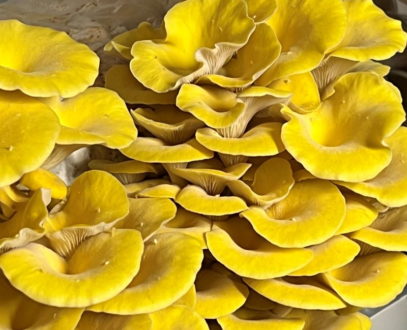 Golden (Yellow) Oyster Mushrooms Fresh Gourmet | Pleurotus citrinopileatus