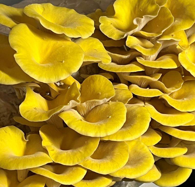 Golden (Yellow) Oyster Mushrooms Fresh Gourmet | Pleurotus citrinopileatus